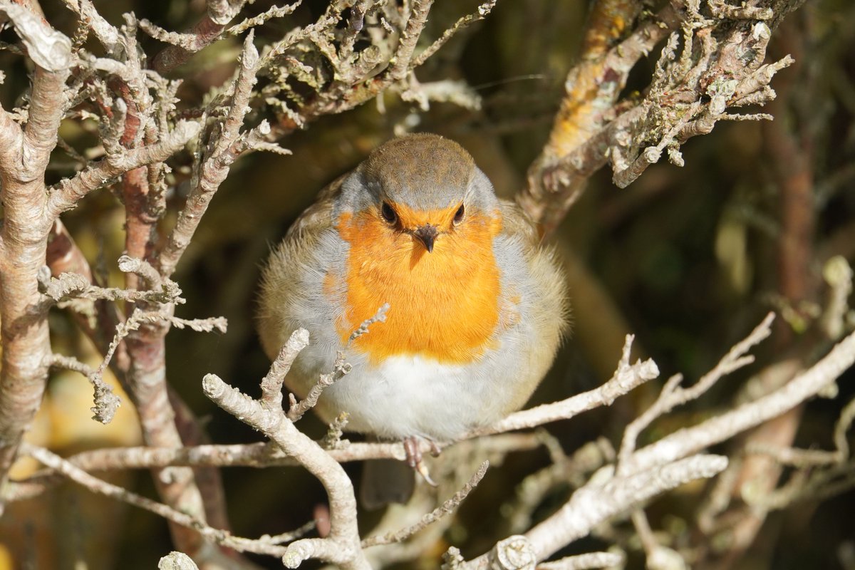 Ruari Saunders Photography tweet media