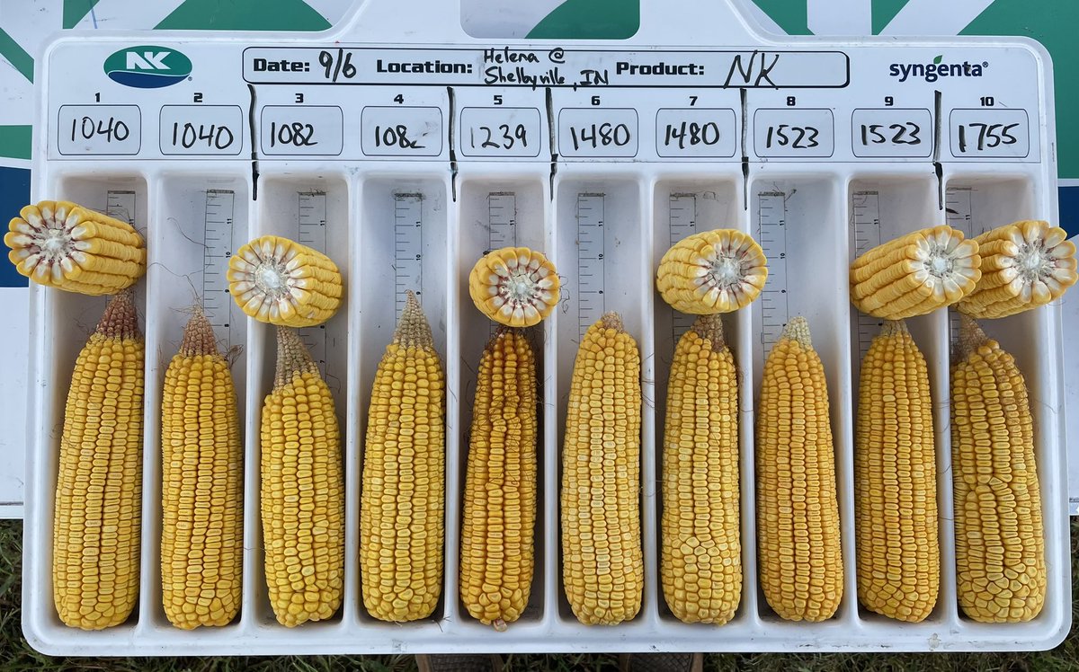 Thanks to Helena Shelbyville for a great plot this year. The NK 20 in ‘24 corn launch class is continuing to impress!

#SuccessWithNK <a href="/NKSeeds/">NK Seeds</a> @NKGreatLakes <a href="/HelenaAgri/">Helena Agri-Enterprises</a>