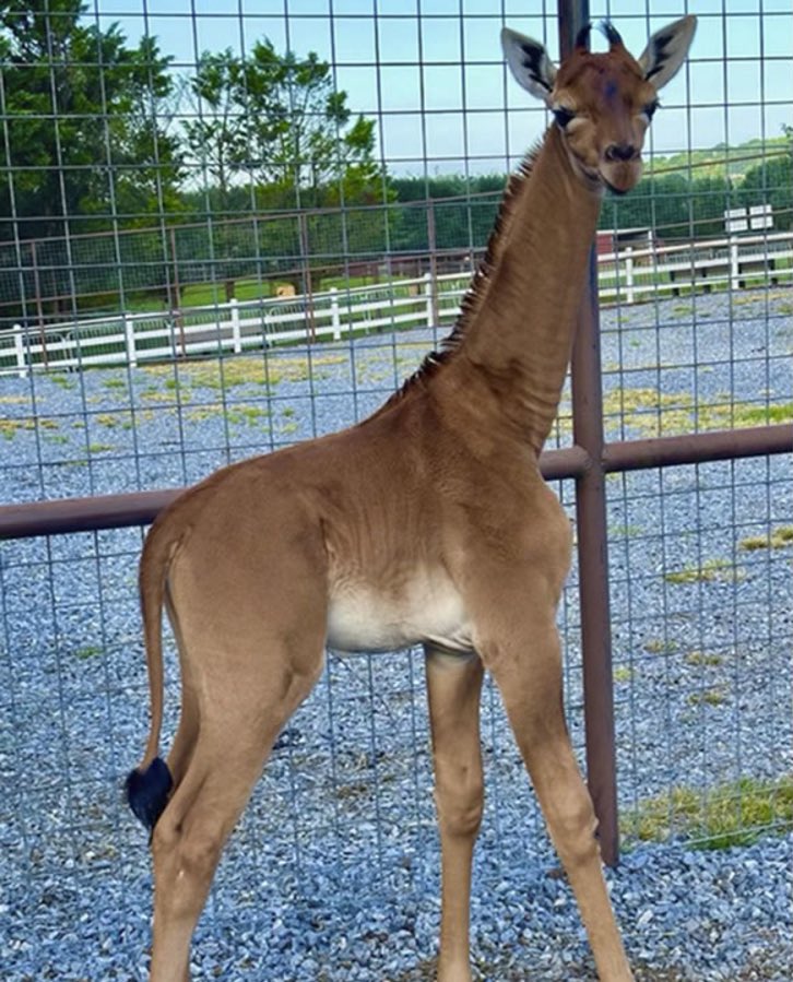 PopBase's tweet image. A rare spot-less giraffe has been born at a Tennessee zoo. It is believed to be the only known solid-colored reticulated giraffe in the world.