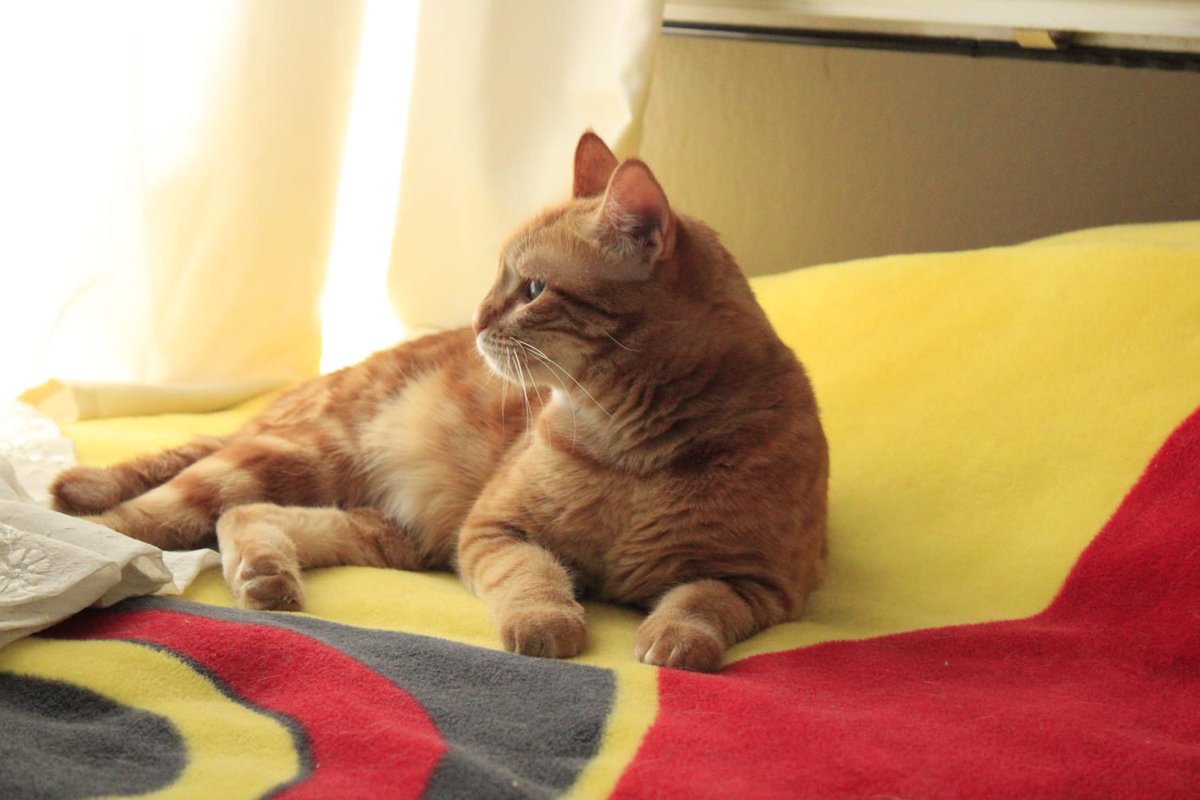 🏠 YUVA İLANI 🏠

🎈 1 yaşında.

🐾 Dişi, kısır.

🐈 Gözleri görmüyor maalesef.

Bu sevimli kedimiz sahiplendirildiği evdeki kediyle anlaşamaması sebebiyle yeni bir yuva arıyor.

💬 İLETİŞİM IÇIN DM.
_ _ _ _ _ _

#ankarayuva  #yuvamolurmusun #yuvailanı #haydok #kediyuvalandırma