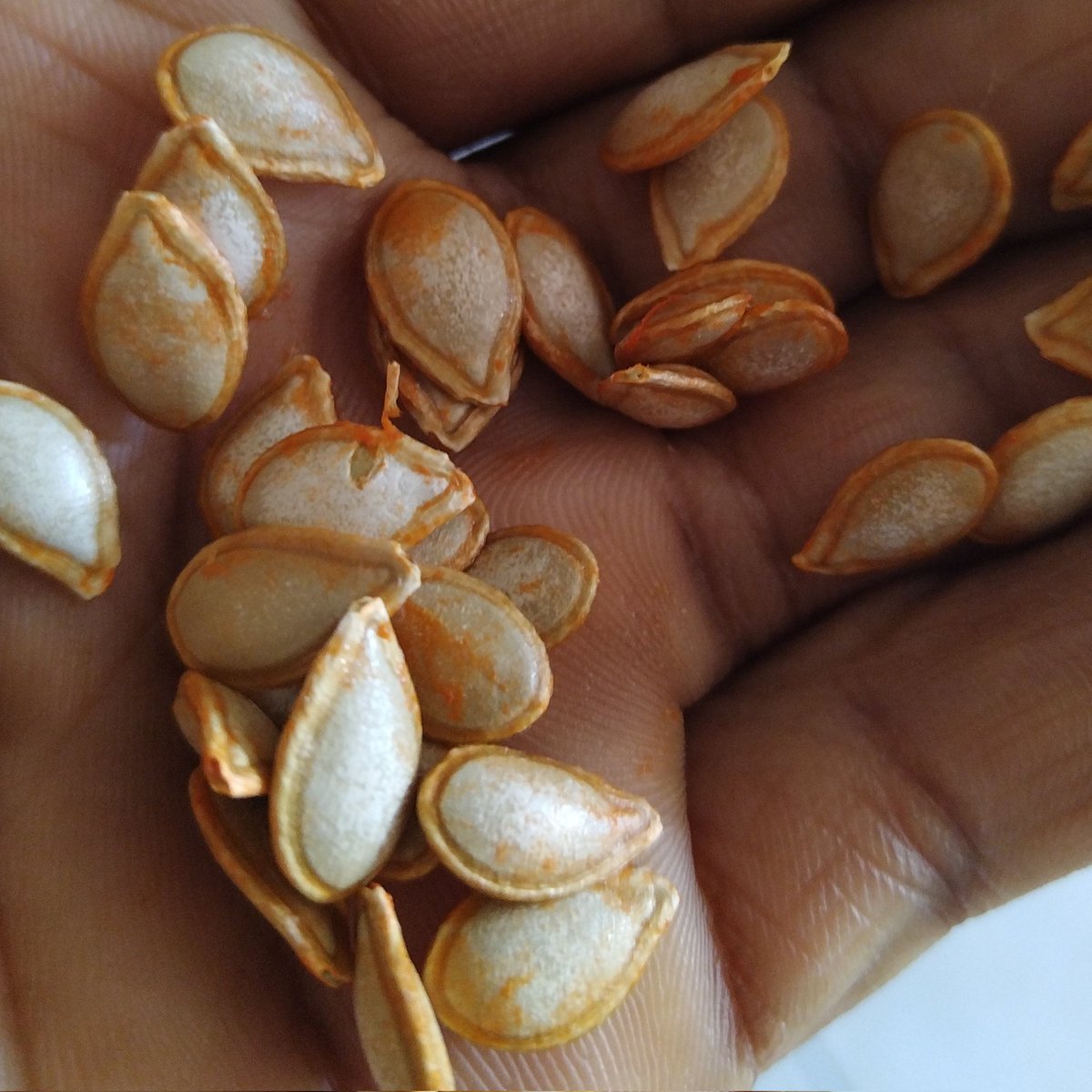 SabzerAzoh's tweet photo. The inside nuts of these Butternut seeds can be used as a substitute for sugar and milk in the tea at the same time. The aroma of the tea is similar to that of chocolate. When i get time i will show you how to prepare this tea. These seeds can also produce butter, and oil.💚 https://t.co/0qooZ9tYVj