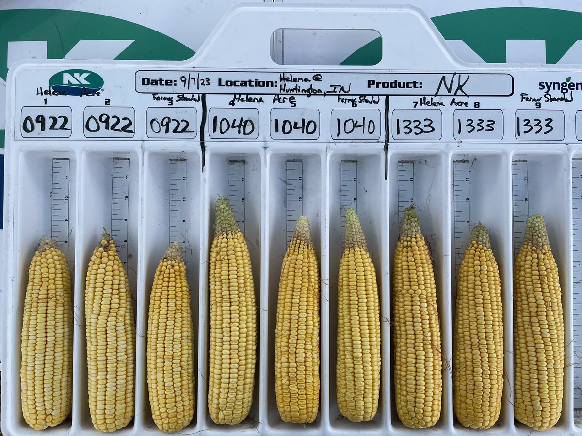 The NK 20 in ‘24 corn launch class at the Huntington Field of Knowledge plot day in Huntington, IN. Two ears on left for each hybrid are the Helena Acre, and the one on the right for the hybrid is the Farmer Standard. 

#SuccessWithNK <a href="/NKSeeds/">NK Seeds</a> @NKGreatLakes <a href="/HelenaAgri/">Helena Agri-Enterprises</a>