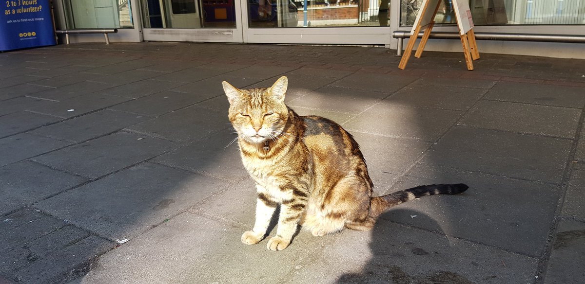 GuruAnaerobic's tweet image. Someone please tell @jordanbpeterson that I saw a cat outside the supermarket, and stroked it.

#12rulesforlife