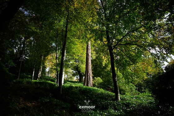 Summer sun through the trees. Click to go large - exmoor.today/20230907

#exmoor