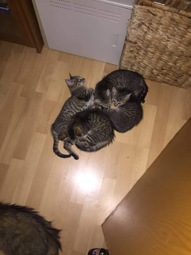 aristocat07's tweet photo. Zkusím sílu "socek" a své vzácné sledující poprosím o RT: hledám domov těmto 4 okatým tygříkům,jsou jim 3 měsíce,2 měsíce je máma schovávala před lidmi,což jim zřejmě zachránilo život.Už se neschovávají a nesyčí,ale potřebují domazlit,z toho důvodu jsou jen do bytu a po dvou ⬇️ https://t.co/yFYdsyXx9s