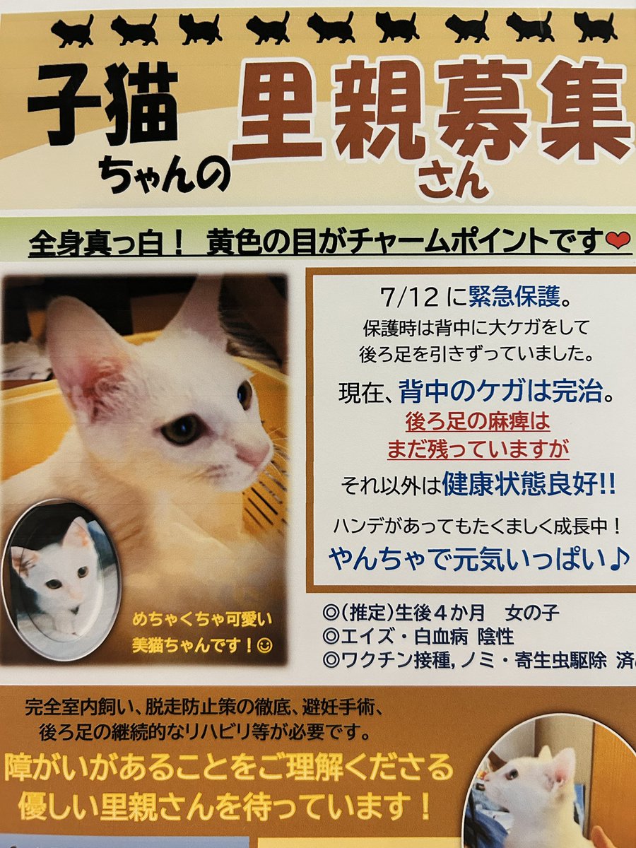 #ブルーキャットカフェ #bluecatcafe #岡山 #カフェ #岡山カフェ #問屋町 #問屋町カフェ #猫カフェ #猫 #ネコ #里親 #ネコカフェ #里親募集