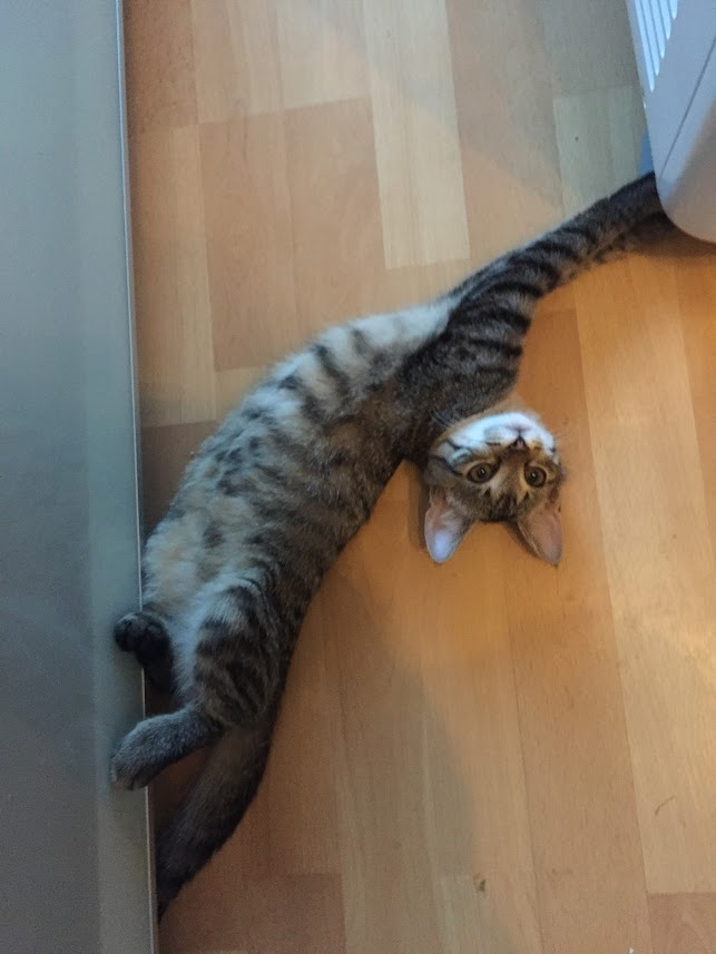 aristocat07's tweet photo. Zkusím sílu "socek" a své vzácné sledující poprosím o RT: hledám domov těmto 4 okatým tygříkům,jsou jim 3 měsíce,2 měsíce je máma schovávala před lidmi,což jim zřejmě zachránilo život.Už se neschovávají a nesyčí,ale potřebují domazlit,z toho důvodu jsou jen do bytu a po dvou ⬇️ https://t.co/yFYdsyXx9s