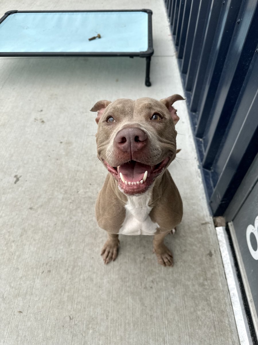 SSHSpets's tweet photo. We're all smiles here as we open today from 12 p.m. to 7 p.m. Buck, Nani, Travis, and Sauk are available and ready for their forever with you! Adoption fees are 1/2 off today through the rest of the week, so it's a perfect time to stop by our Matteson location! https://t.co/bwkcgkYeXU