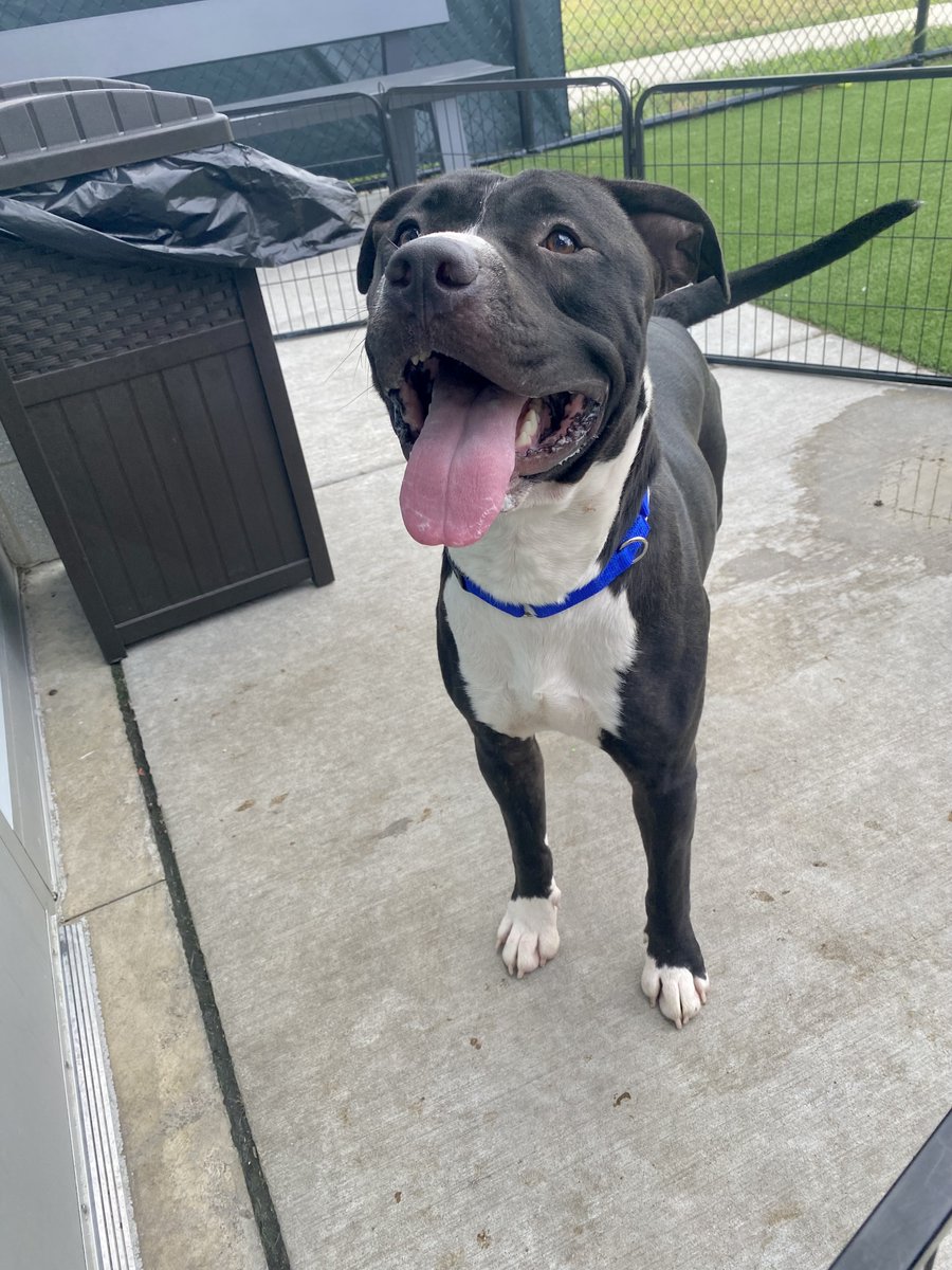 SSHSpets's tweet photo. We're all smiles here as we open today from 12 p.m. to 7 p.m. Buck, Nani, Travis, and Sauk are available and ready for their forever with you! Adoption fees are 1/2 off today through the rest of the week, so it's a perfect time to stop by our Matteson location! https://t.co/bwkcgkYeXU