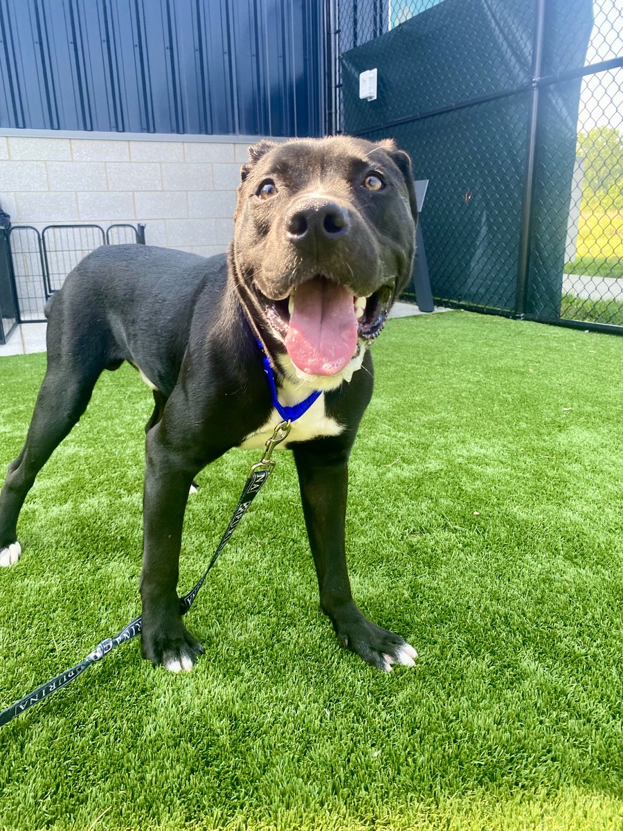SSHSpets's tweet photo. We're all smiles here as we open today from 12 p.m. to 7 p.m. Buck, Nani, Travis, and Sauk are available and ready for their forever with you! Adoption fees are 1/2 off today through the rest of the week, so it's a perfect time to stop by our Matteson location! https://t.co/bwkcgkYeXU