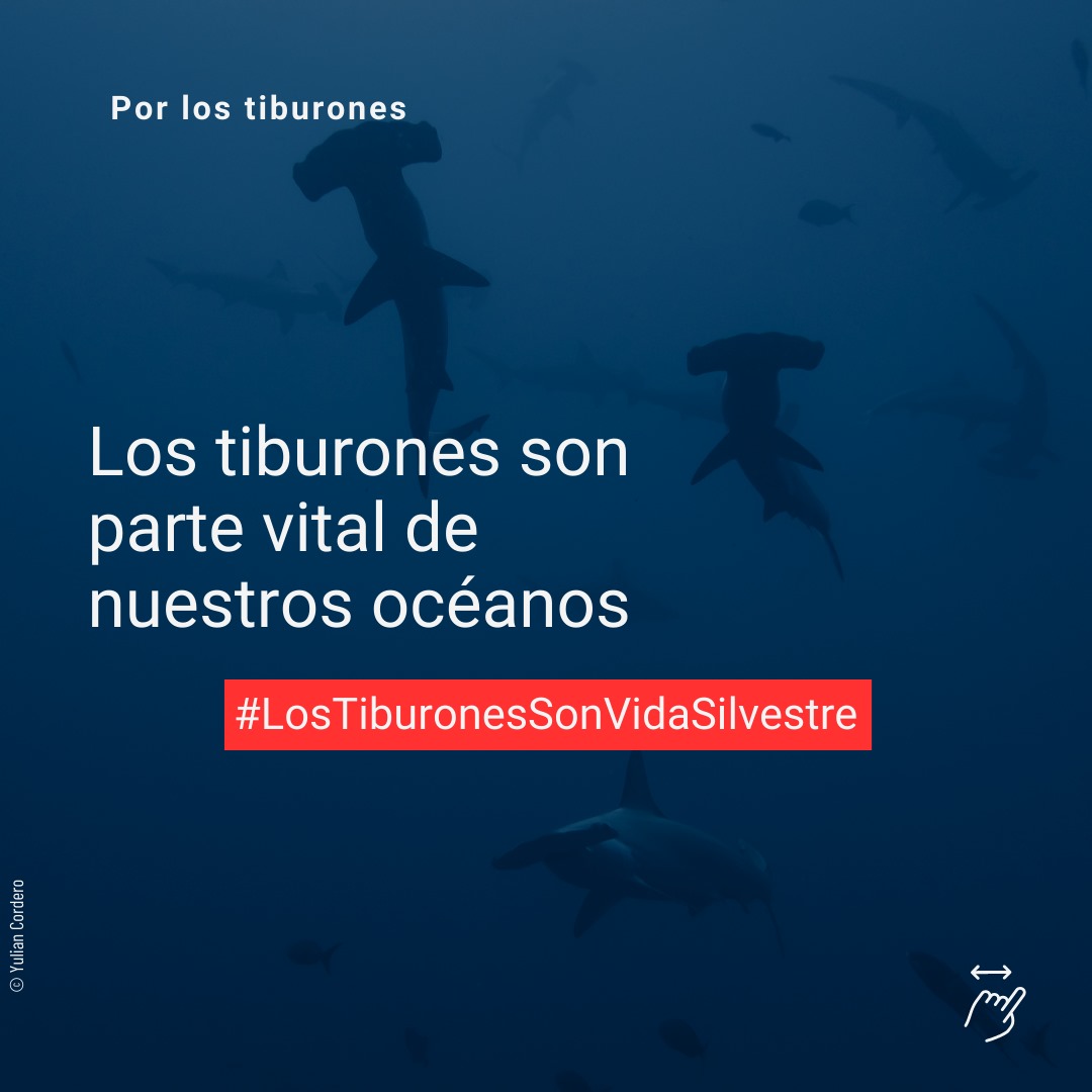 Déjate llegar al Recorrido por los Tiburones, este 21 de Setiembre 2023, saliendo a las 2 p.m. del Museo de Arte Costarricense hasta la Asamblea Legislativa.

TE ESPERAMOS.