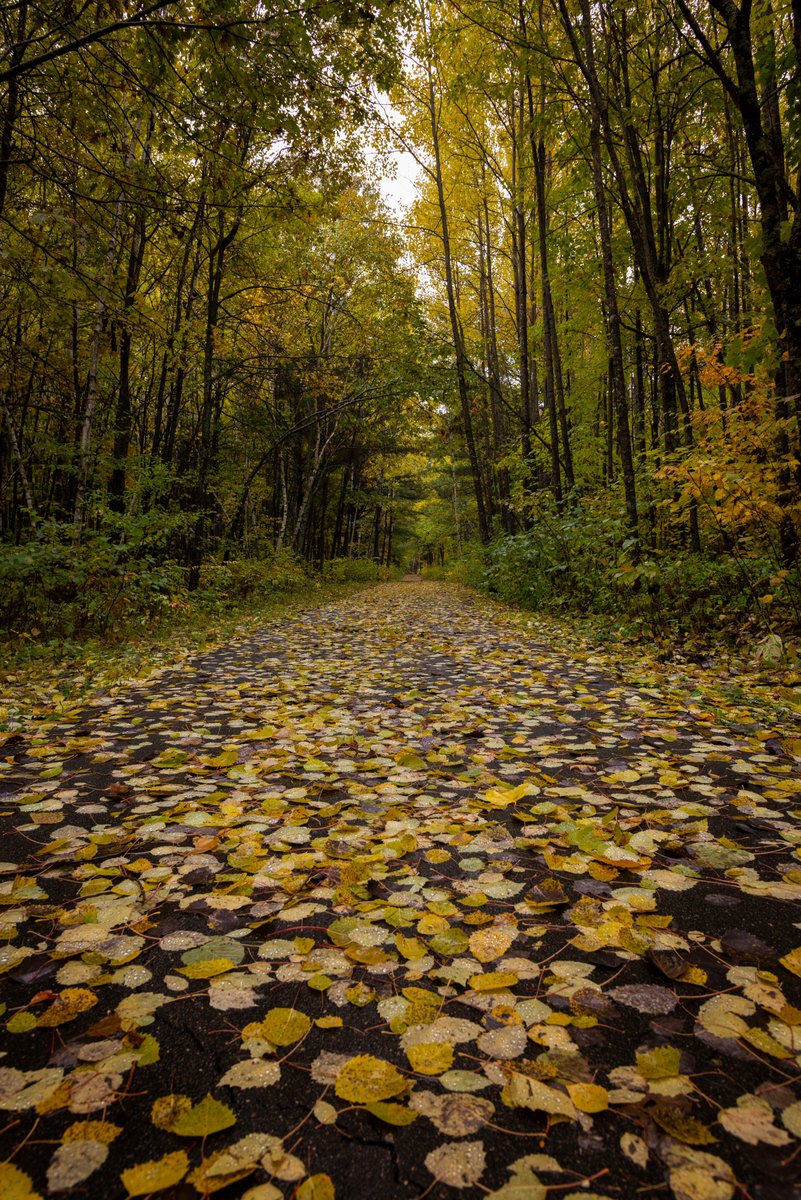 Chippewa National Forest tweet media