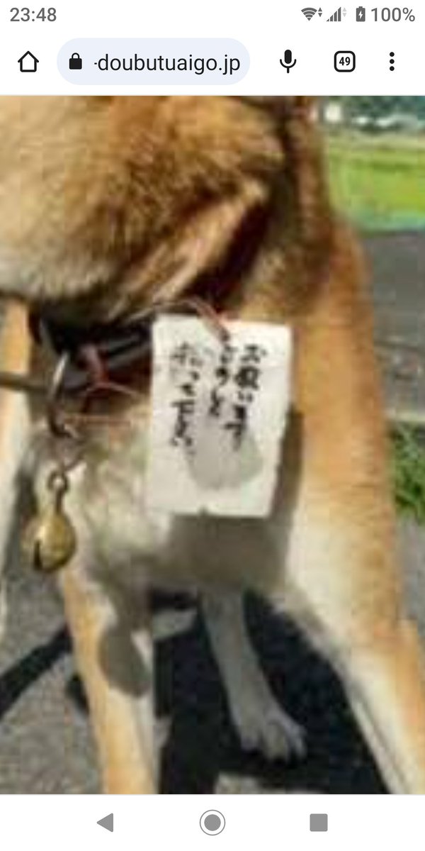iWaFDUeWUTuqm9L's tweet photo. 最も悔しい保護です。

鈴付きの赤い首輪に「拾って下さい。よろしくお願いします」の札が付いている。

こんな馬鹿な話があるか‼️

新しい家族を募集です。本当に悔しいです。 https://t.co/zTiTGrRGl1