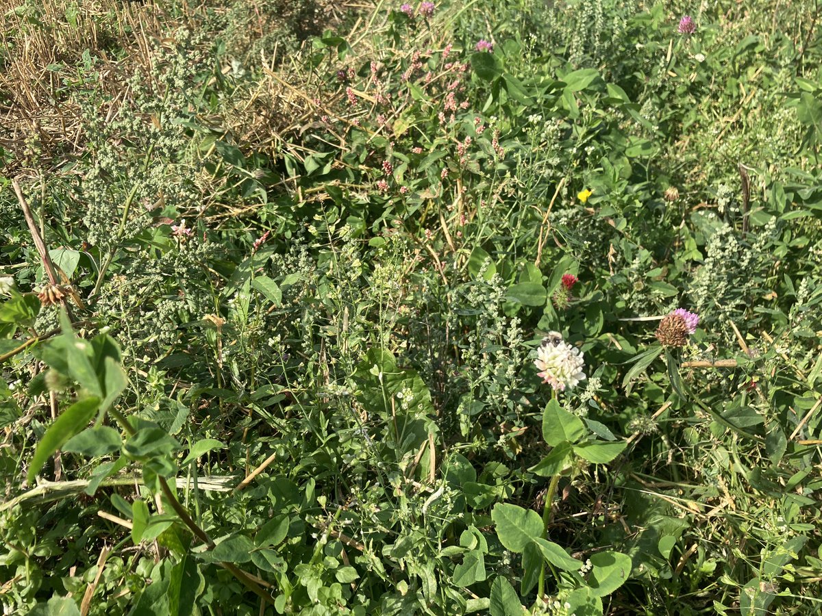 Edward Dickin tweet media