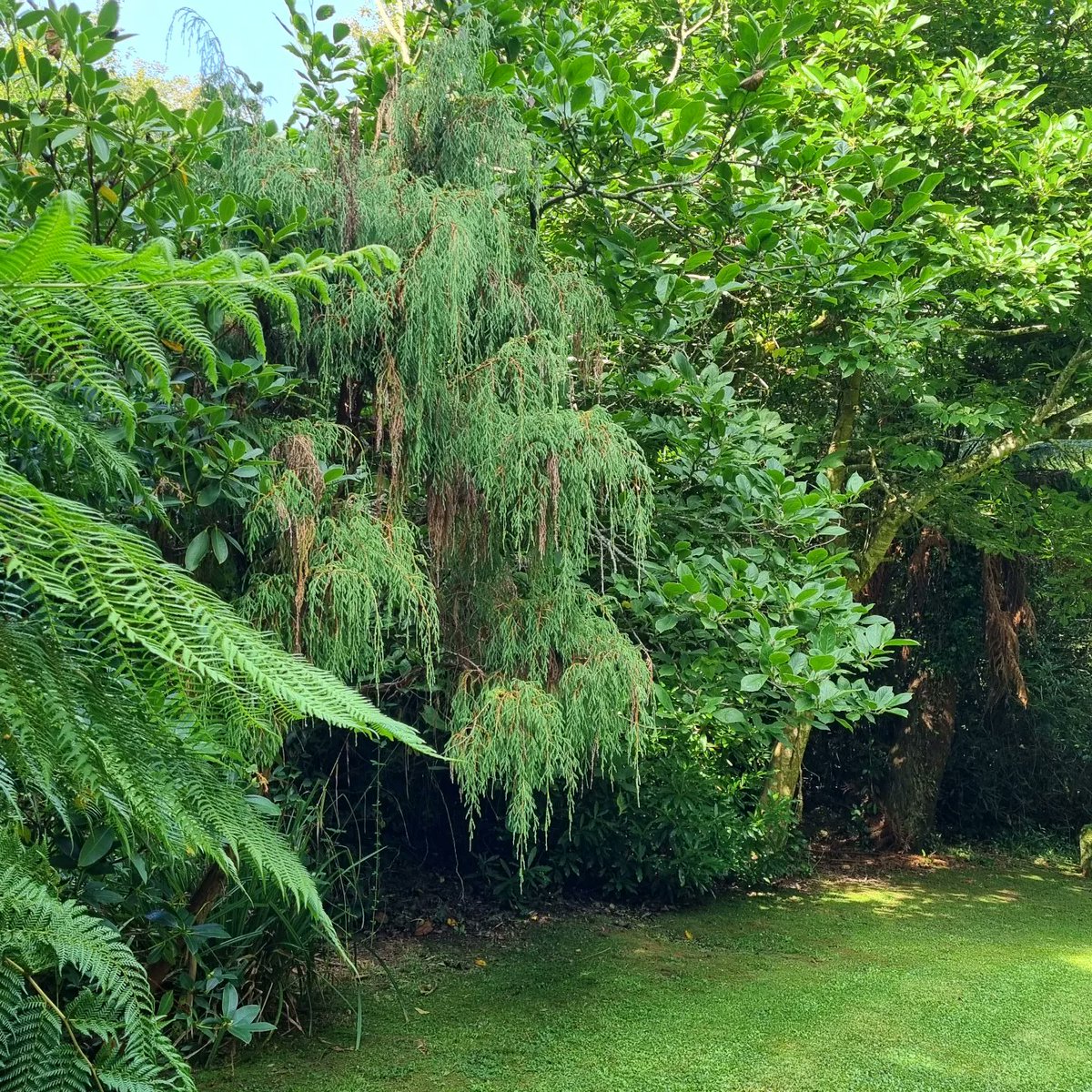 DannyKonik's tweet photo. Green haze
#budockveanhotel #gardens #gardening #headgardener #helfordriver https://t.co/uOowN5bCt1