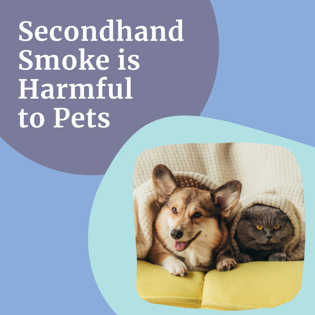With more than 7,000 chemicals, #SecondhandSmoke can be just as toxic to our animal friends as people. This exposure puts dogs, cats, and other pets at risk for health problems, including respiratory issues and lung cancer. 
#AVCatUCLA #Smokefree #QuitSmoking #QuitVaping