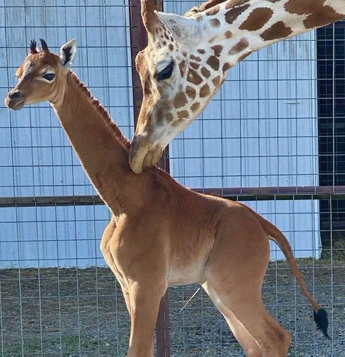 GossipRoomOff's tweet photo. 🚨 Une rarissime girafe sans taches est née dans un zoo du Tennessee, aux États-Unis. Les experts estiment qu’il s’agit de la seule girafe de couleur unie connue au monde. 🦒 (via CNN) https://t.co/V7R2ie7jj4