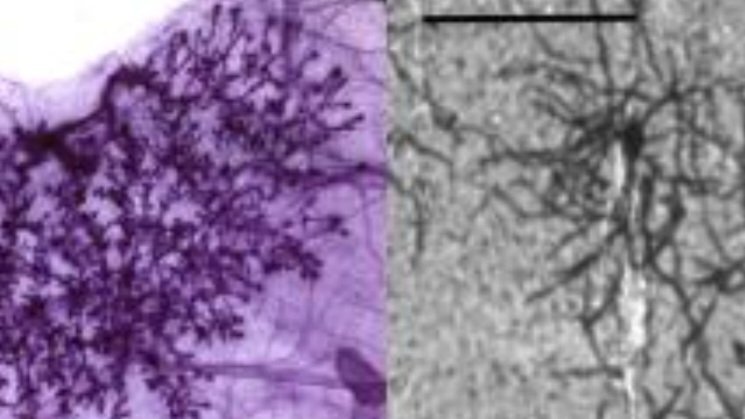 LiviaGOTO1's tweet photo. Physical similarities between a neuron and rodent mammary gland.https://t.co/3Ln3dx7CHM https://t.co/4OCg5j5CeT