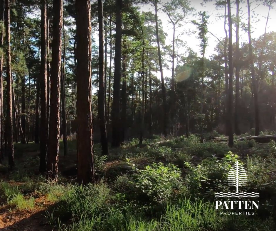 PattenCo's tweet image. ⭐️✨ Ready to embrace a Lone Star opportunity? Experience the long-term perks of owning land, boundless potential, and a connection to the vibrant legacy of Texas. 🏞️ #TexasLandInvestment #EndlessHorizons #DevelopingDreams