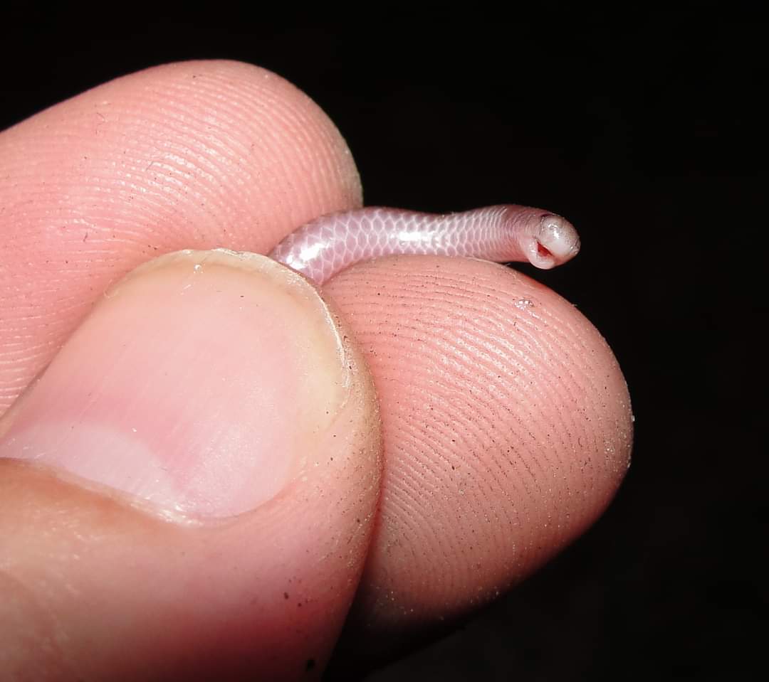 InformaCosmos's tweet photo. INCREÍBLE PERO CIERTO 🤯

Solo hay un tipo de serpiente en el mundo que crece a una velocidad de medio centímetro por segundo.

Esto significa que puede crecer hasta un metro de largo en dos minutos, pero si su boca toca cualquier parte de su cuerpo, esta morirá.

De hecho, es la única serpiente del mundo que puede morir con solo tocar su cuerpo con su boca.

Esta serpiente solo se encuentra en viejos teléfonos Nokia (juego de gusanos).

Gracias por su interés y por seguir la cuenta, siga teniendo un feliz día.