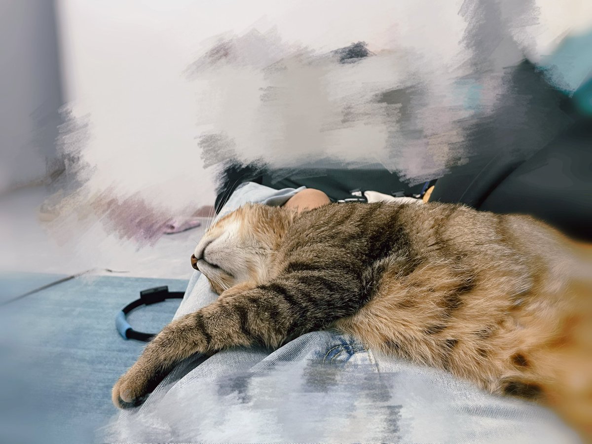 真羡慕我家猫
想要我撸的时候就疯狂蹭我舔我倚着我在我身上睡觉
不像我
明明想要摸摸想要抱抱想要抱大腿想要赖在怀里想要的要死
但就是不敢再往前一步 https://t.co/Wkfb7Xl2QW