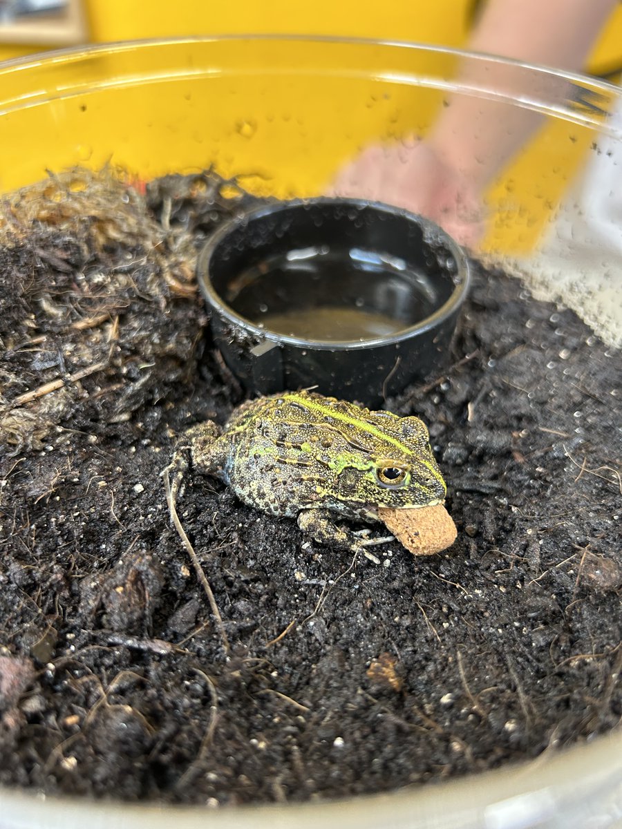 fishlovehikari's tweet image. This juvenile frog is devouring its Pac Attack stick at the Spider Shoppe! Pac Attack offers frogs a uniquely balanced formula and live food texture when dipped in water. Learn more about this diet: hikariusa.com/reptile_folder…

#pacattack