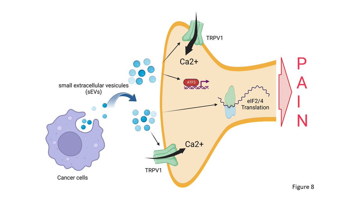 Thrilled to share our recent wok in @PAINthejournal 
HPV+ head and neck cancer–derived small extracellular vesicles communicate with TRPV1+ neurons to mediate #cancerpain Congrats to all authors!
journals.lww.com/pain/fulltext/…