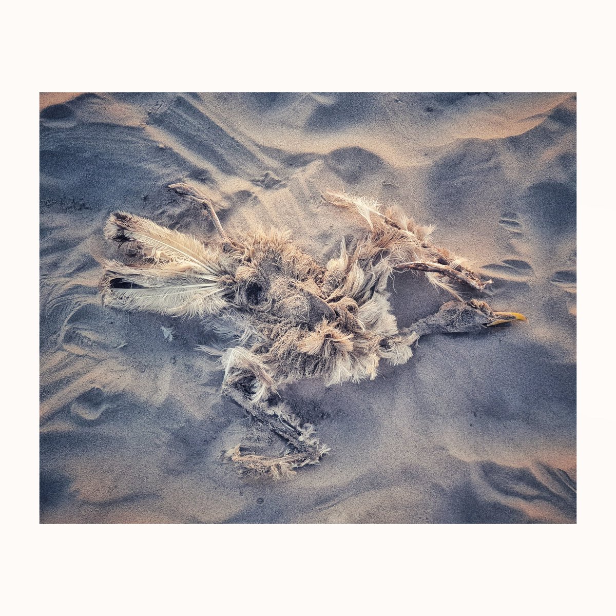 Een pond veren 
vliegt niet 
als er geen vogel in zit 
.
(Gedicht: Bert Schierbeek)
.
#deadbirdsdontfly #zeemeeuw #seagull #wijkaanzee #bird #deadbird