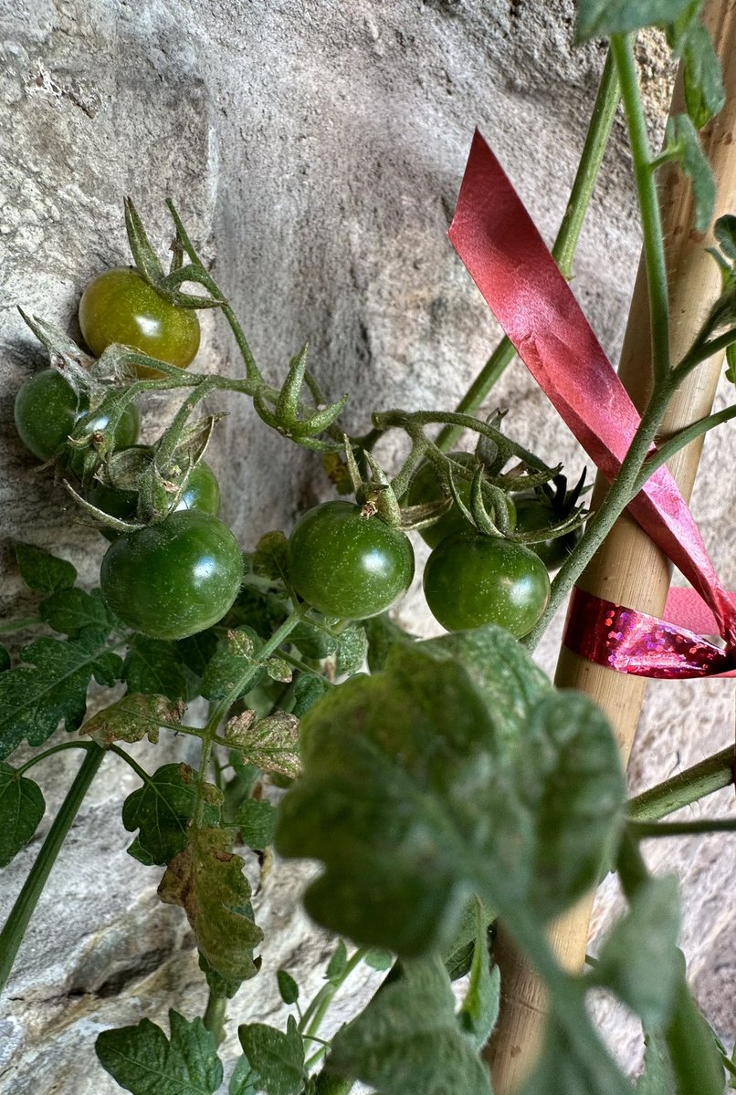 RaMurmoka's tweet photo. The last of tomatoes growing in the Embassy yard, catching Tallinn's September sun. The fragrant herbs though are still doing great! #urbangarden #homegrown #microgarden #greeningtheworld https://t.co/uC72PHb3zU