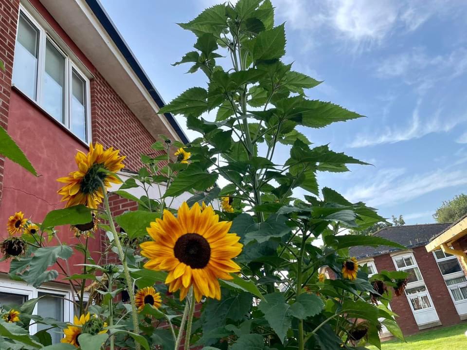 This sight can only mean one thing… it’s school photo time! 

It’s great to see the students are looking all very presentable and ready to say “cheese”. 📸

☀️All this sun is working wonders for our blooming sunflowers☀️

#welcomeback #thewarriner #responsible #respectful #ready