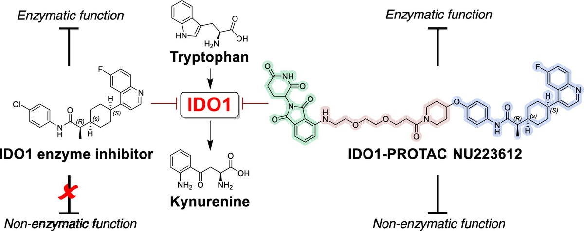 Gary Schiltz (@garyeschiltz) on Twitter photo I am hiring 1-2 postdocs in #medicinalchemistry to work on #PROTAC and inhibitor projects as part of highly interdisciplinary collaborations with biologists and others. Please send a CV to apply to scheidt-ofc@northwestern.edu to apply. I am hiring 1-2 postdocs in #medicinalchemistry to work on #PROTAC and inhibitor projects as part of highly interdisciplinary collaborations with biologists and others. Please send a CV to apply to scheidt-ofc@northwestern.edu to apply.