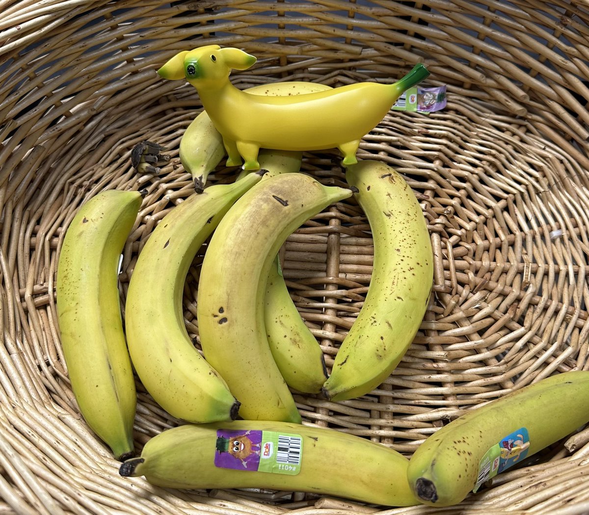 GoingBananasDog's tweet photo. I’ve already found a new home with friends that cares about my well-being!! #feelinggood 🍌🐕 #dontneedmyfamily https://t.co/HBaMaGJv4A