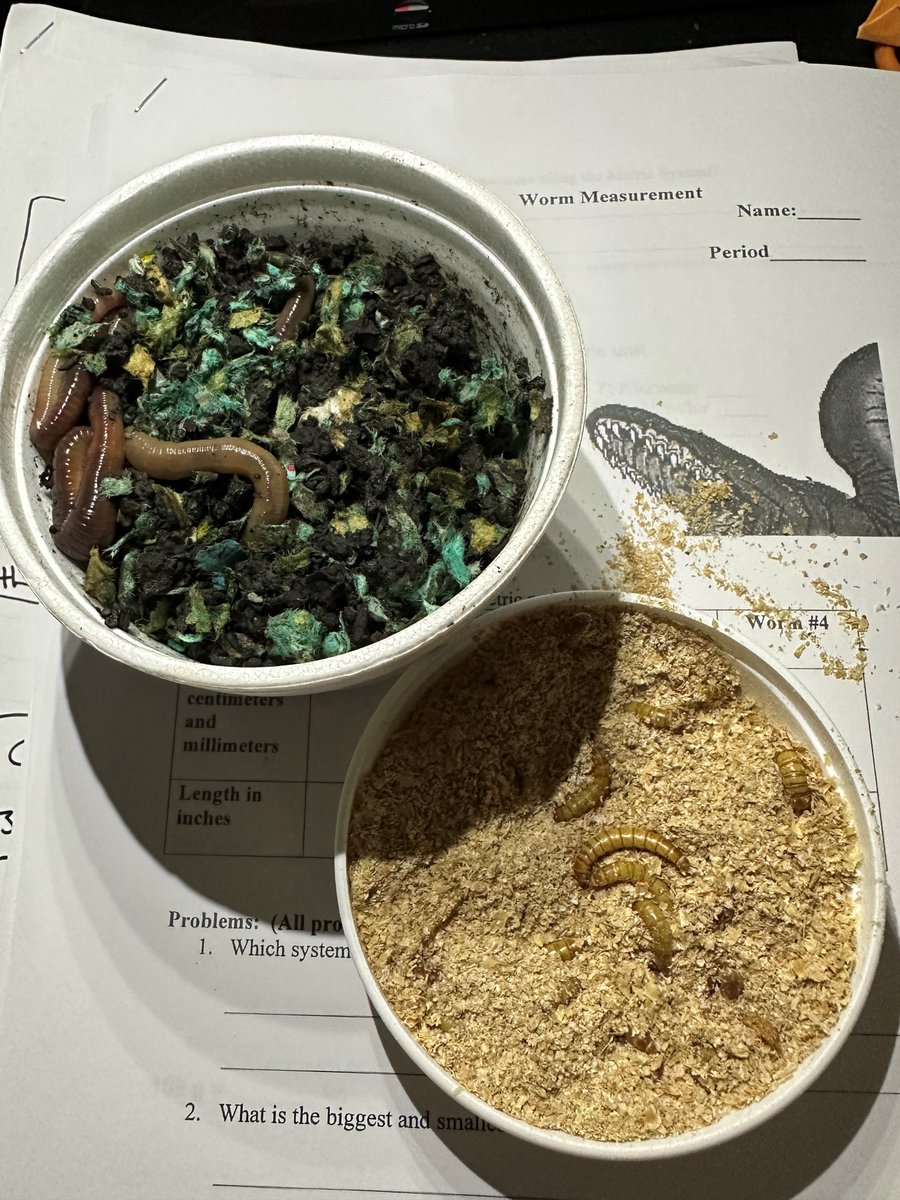 FUSD_TrumanMS's tweet photo. A delightful way to help students with the metric system. Worms + Meterstick = $11.93 Engagement = Priceless 🪱🪱 #IbelieveinFusd #TrumanMS https://t.co/lcT3reWySC
