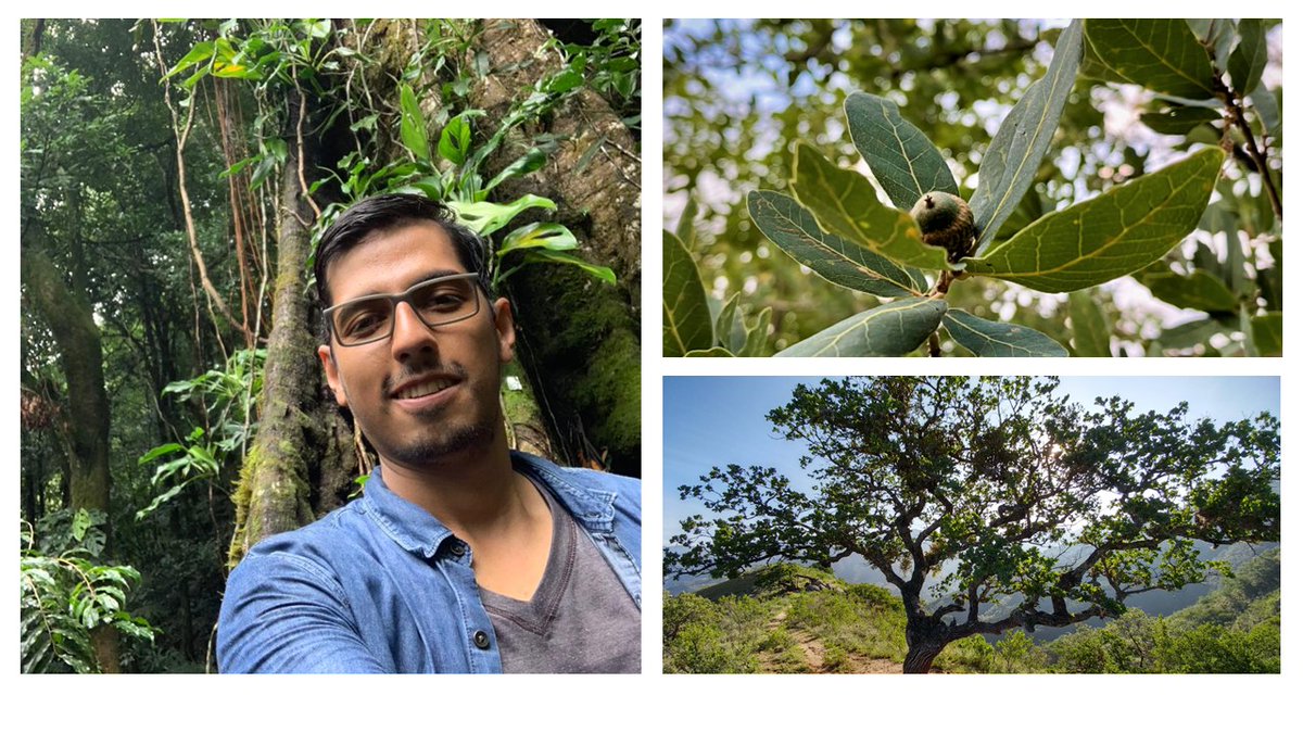 ECR feature: The role of niche breadth in oak phylogeography, by Ricardo Gaytán-Legaria, PhD candidate at UNAM 🌳 Read more here: journalofbiogeographynews.org/2023/09/07/ecr…