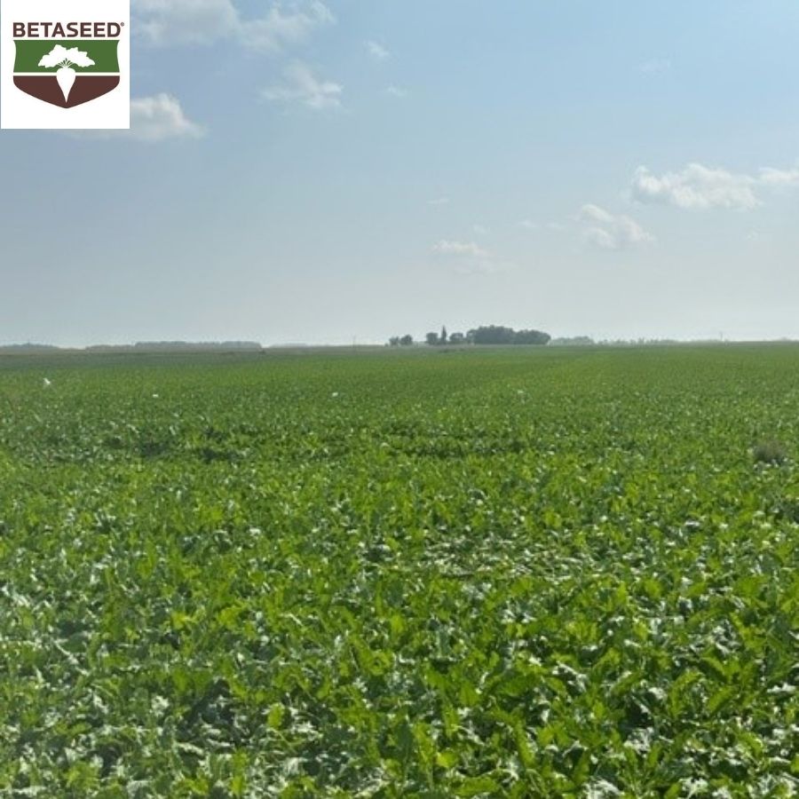 Betaseed1's tweet photo. It is great to see visible differences in our varieties and see how they compare to our ratings during a recent trip to see the Southern Minn region strip trials and OVTs. βπ
#StripTrials #Sugarbeets #Agriculture #Betaseed https://t.co/yfhsqcKwlD