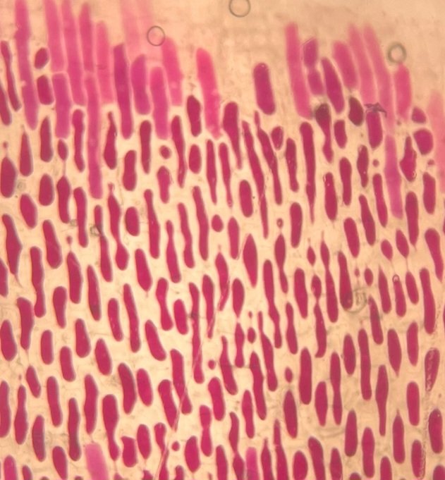 revealplant's tweet photo. General Botany labs full steam ahead #ECSU. Completed 2 experiments (macromolecule tests 🧪🎨; plasmolysis of onion 🧅epidermal cells using sucrose 🍬and salt 🧂🔬). Molarity and dilutions👍🏼. Lab groups are gelling so far (🤞) #ECSUVikingsScience #undergradinthelab #hbcu https://t.co/CIm105wTBX