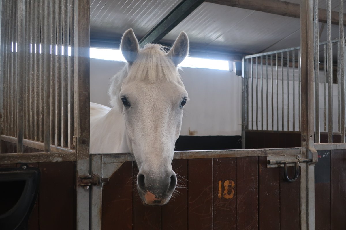 GurteenCollege's tweet photo. With the equine course starting on Monday we've been busy welcoming in some of the lovely horses ready for the students arrival next week!

It's not too late to apply for this course either, as we've a final few places left! Check out the course on our website, or give us a call! https://t.co/CA0yLL749A