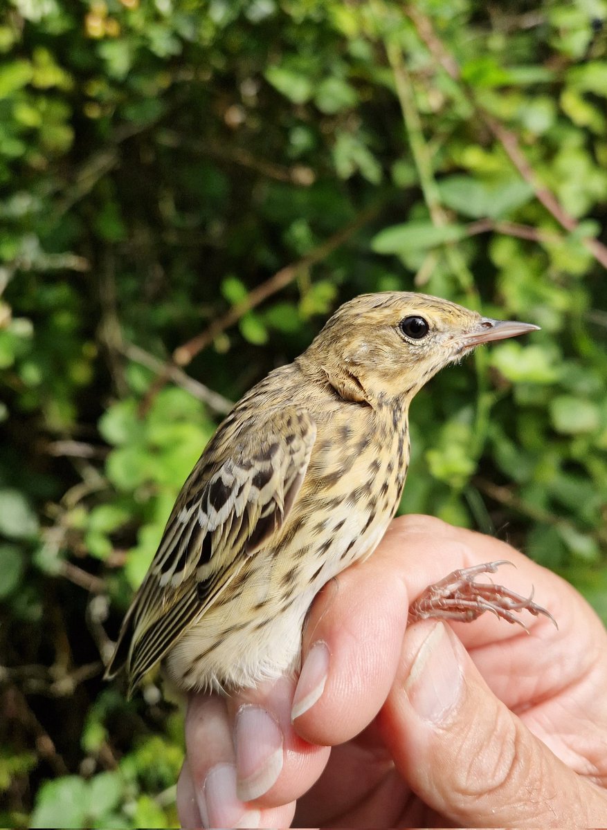 southnottsrg's tweet photo. Only a handful of Tree Pipit have been ringed by SNRG in the last decade. Our site at Ramsdale Golf Club has provided some in the last few weeks, certainly one to try for some more in the future. See blog for more https://t.co/MGa6GHXD5K