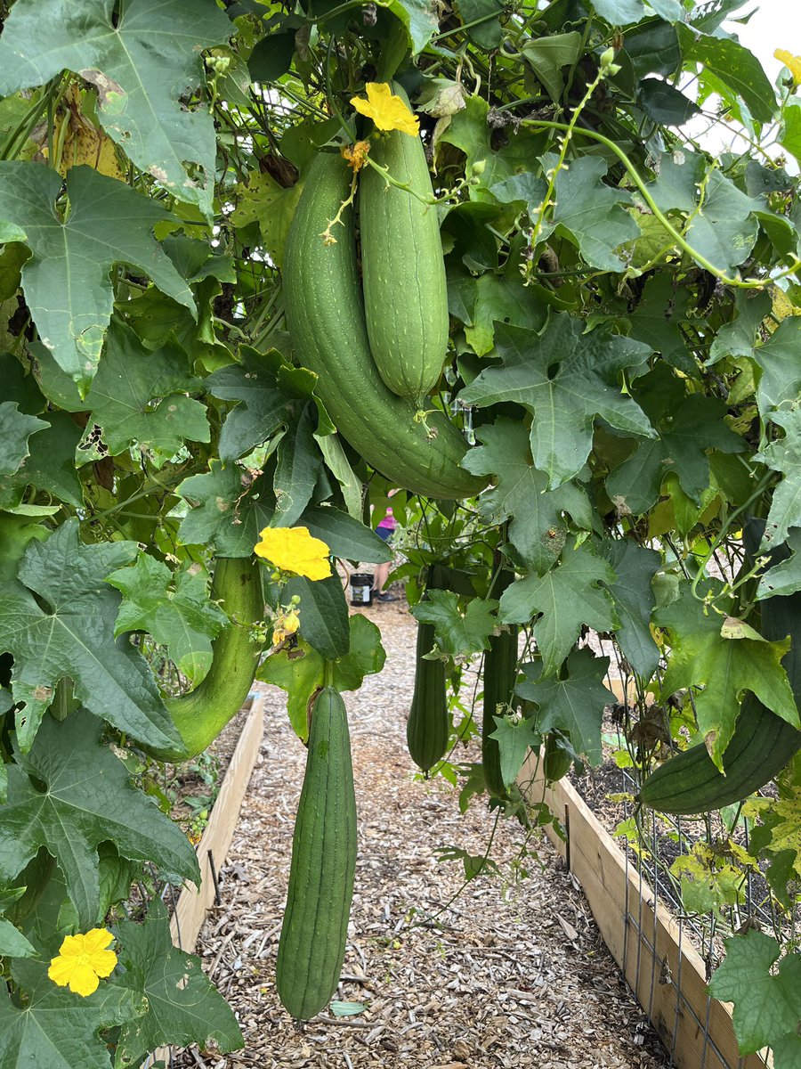 Cobb Master Gardener tweet media