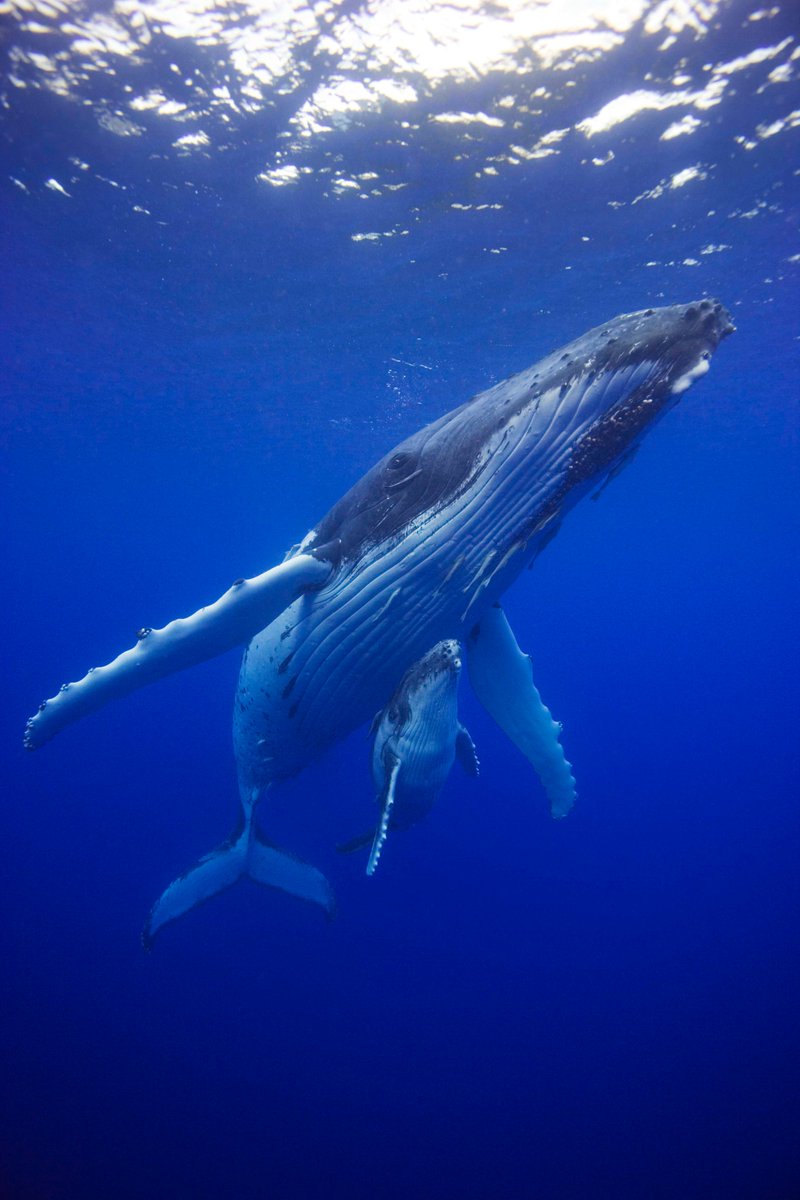 First show coming fast - Winchester on Saturday (dougallan.com bookings) And another pic for you “She’ll know you’re there as soon as you slip into the water,” Lole my Tongan whale guide said. “Don’t crowd her. Give her a chance to get to know you.” Perfect advice.