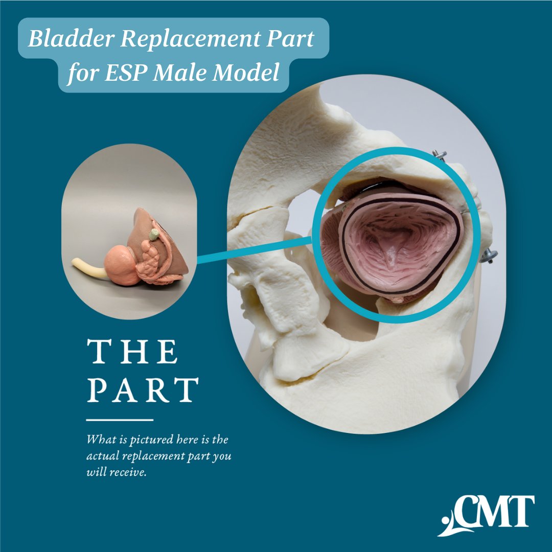 CurrentMedTech's tweet image. Do you have an ESP Male or Female Educational Model? If you do, then you know that over time, pieces go missing, pins become damaged, etc.

We now carry replacement parts for ESP male and female models!

Shop now: cmtmedical.com/product-catego…

#CMT #replacementparts #educationalmodel