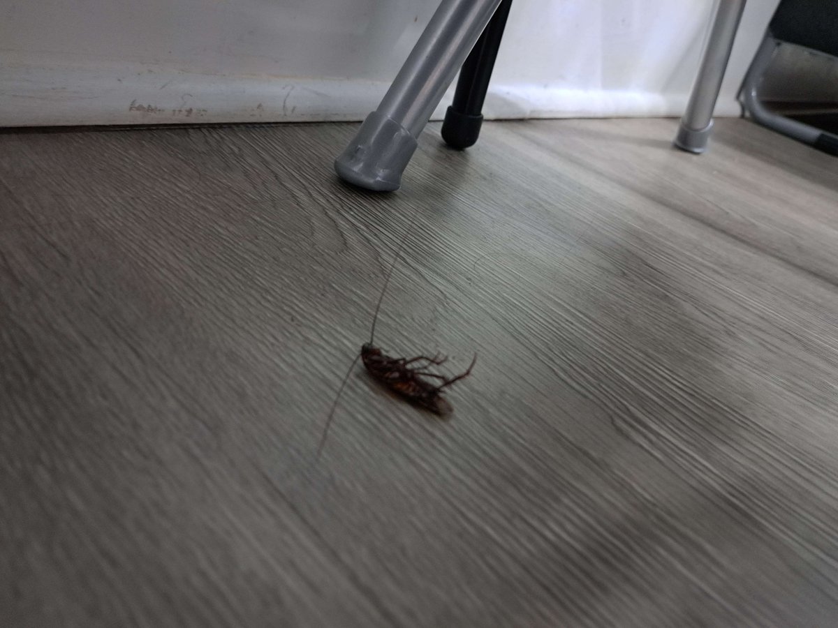 Mica Scotti Kole (On Hiatus) tweet media