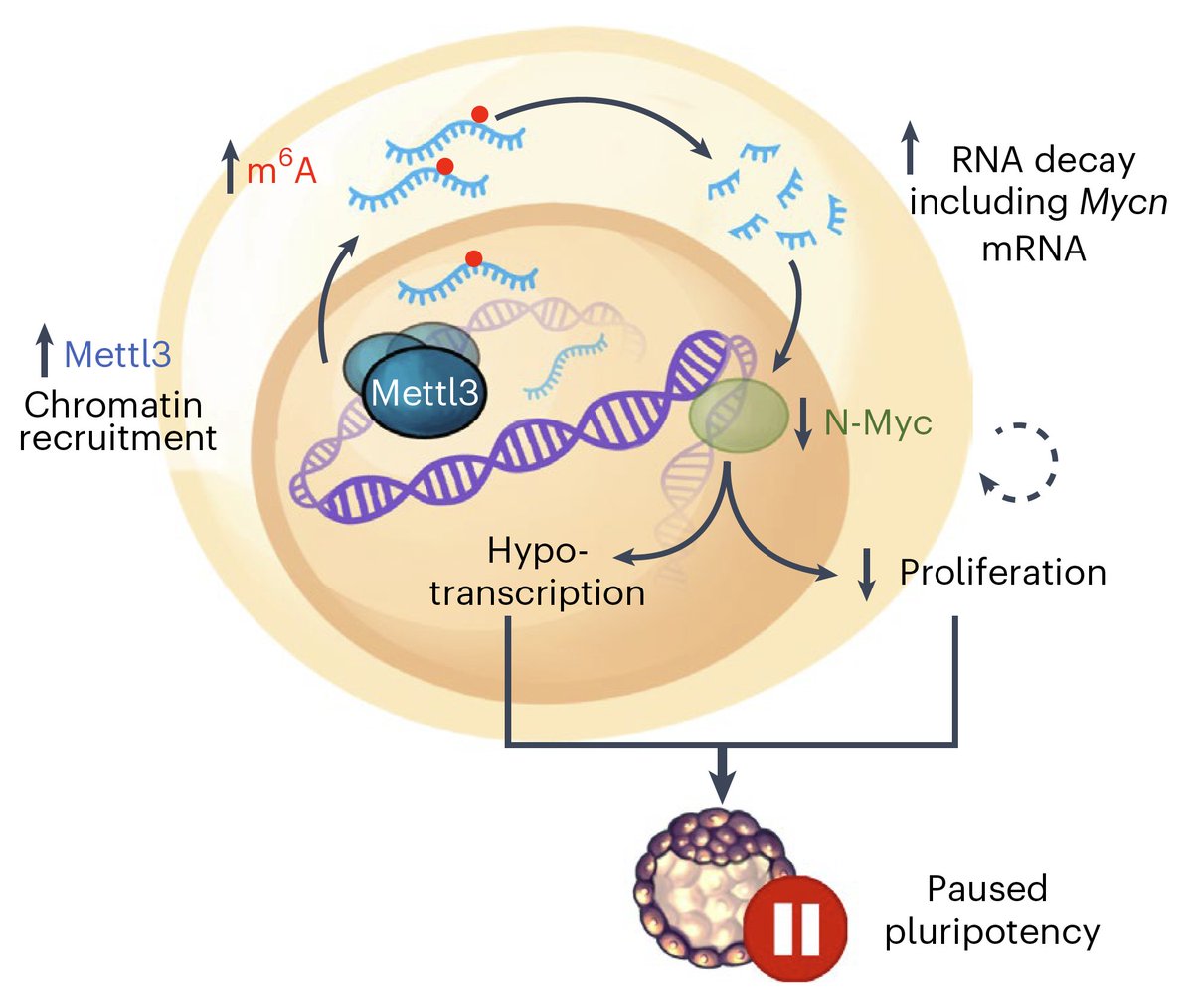 Latest @MRSantosLab publication out @NatureCellBio! RNA methylation integrates transcriptional and post-transcriptional regulation of developmental pausing. Really fun adventure led by the superb work of @EveCollignon. #LTRI, @SinaiHealth @uoftmedicine nature.com/articles/s4155…