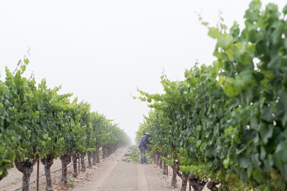 Leaf pulling
.
.
Thinning leaves from the vine’s canopy allows sunshine to reach the grapes to ripen them and allows airflow to prevent mold issues.