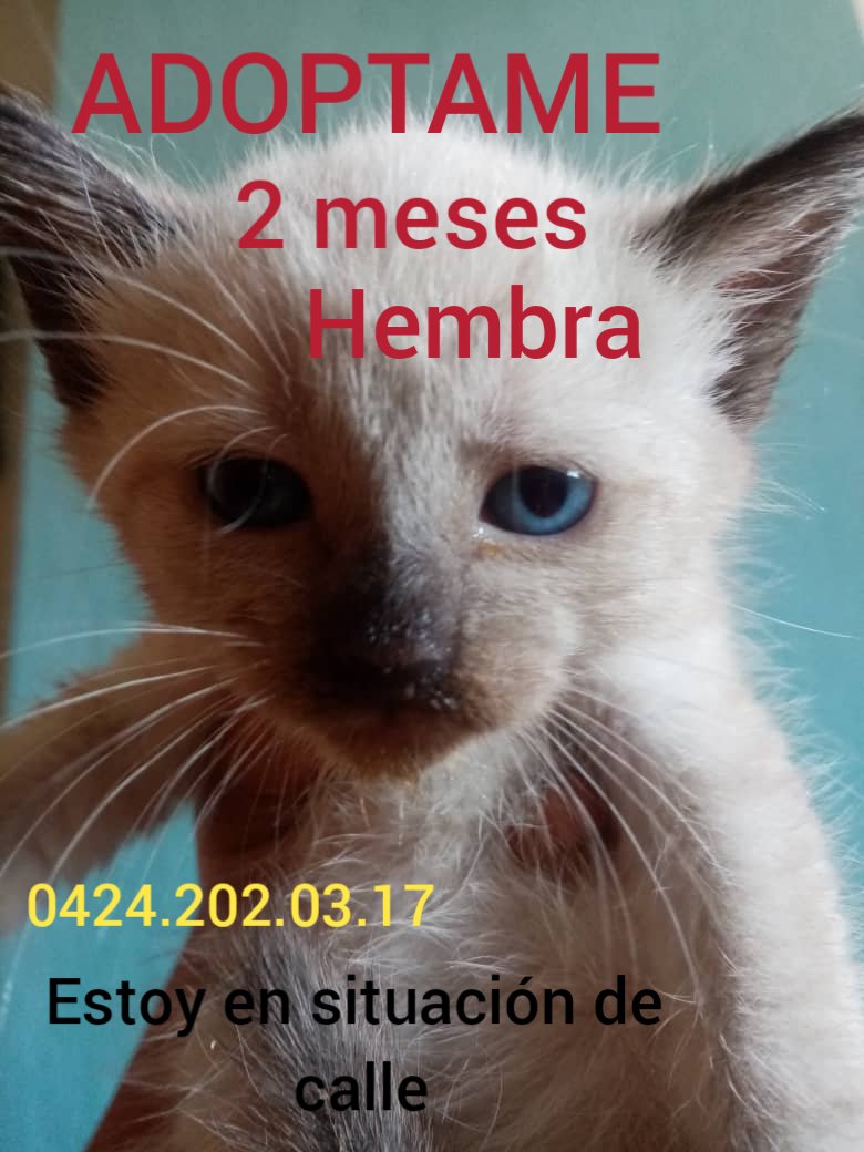 Macnaly's tweet photo. Gatitos gatos en adopción Caracas-Venezuela https://t.co/Y6Jju9oZa6