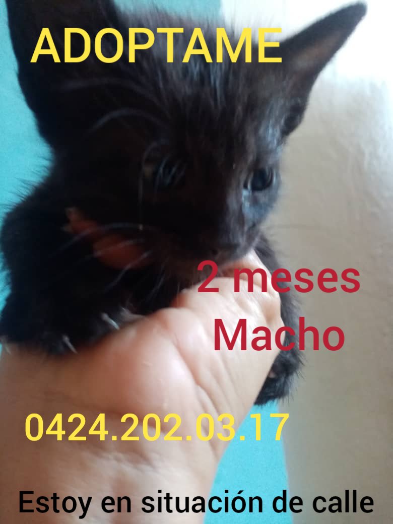 Macnaly's tweet photo. Gatitos gatos en adopción Caracas-Venezuela https://t.co/Y6Jju9oZa6