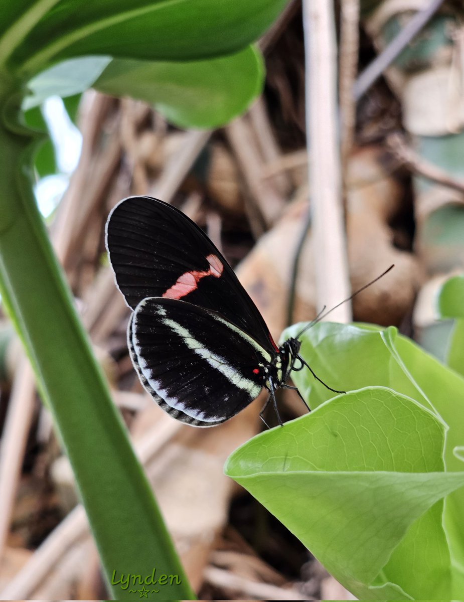 For #InsectThursday this week, I caught a shot of this beautiful brush-footed Postman butterfly. #WildlifePhotography #Butterflies #NatureBeauty #thursdayvibes