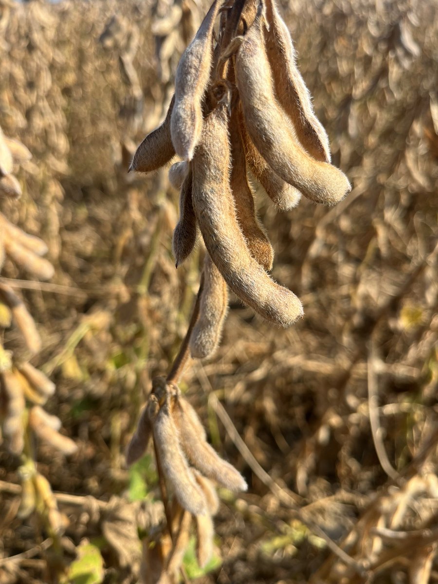 whitbwalls's tweet photo. Asgrow 46XF3 5 beaner #Asgrow 
@Asgrow_DEKALB @Bayer4CropsUS https://t.co/bJnz8kvPW0