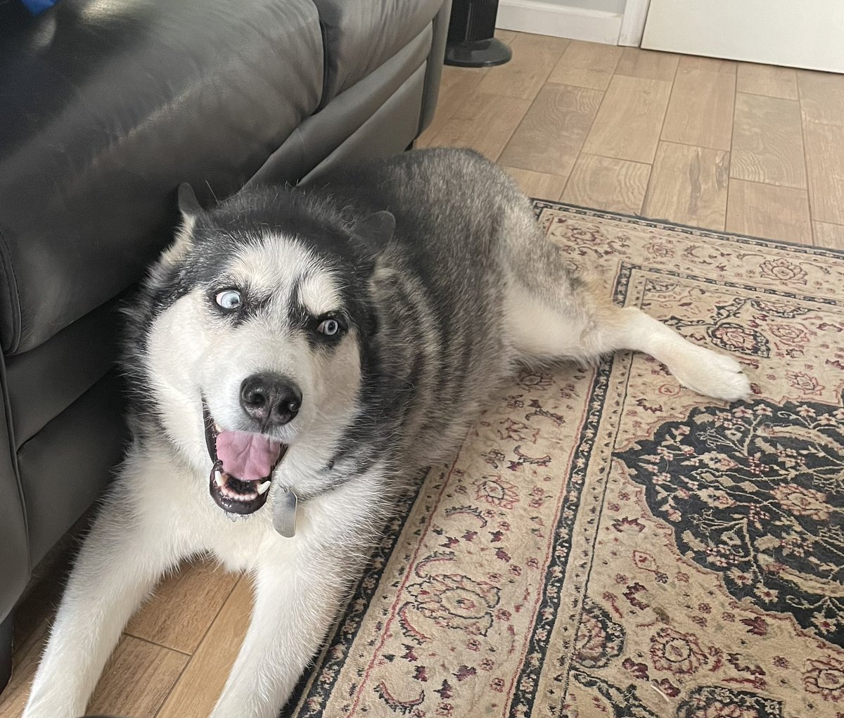 darth_wheeler's tweet photo. @dog_rates Moca, we could be friends https://t.co/U0bOdRYQ6H