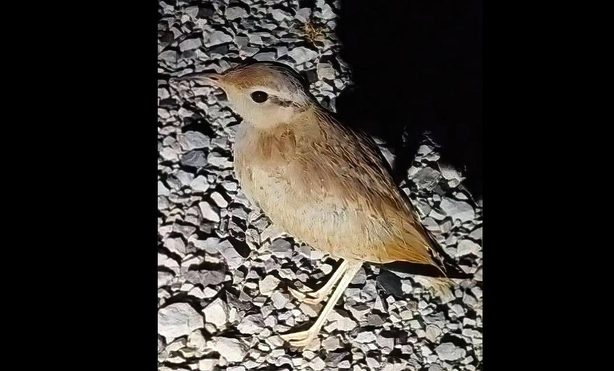 TarsigerTeam's tweet photo. Cream-coloured Courser, Cursorius cursor photographed Zapolje-Logatec, C Slovenia by Domen Tavčar on 2nd September 2023 - 2nd record for Slovenia https://t.co/ib6QMY519v